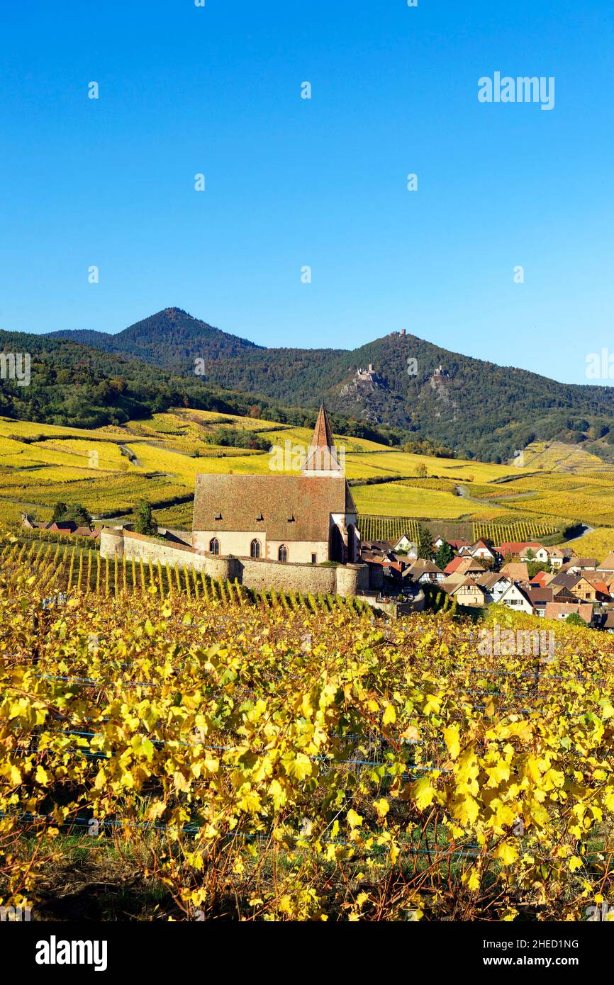 Frankreich, Haut Rhin, der elsässischen Weinstraße, Hunawihr