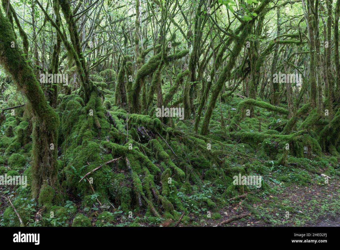 Frankreich, Hautes Pyrenees, Esparros, Arros-Tal, Gourgue d'Asque Stockfoto