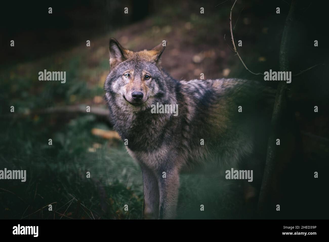 Schöner stehender Wolf in freier Wildbahn Stockfoto