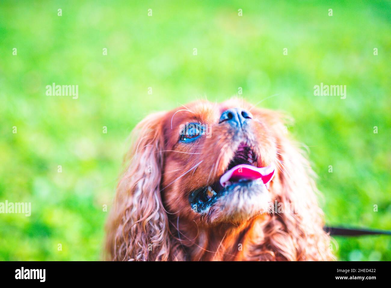 Brauner Hund der Hunderasse Cavalier King Charles Spaniel, Hannover, Niedersachsen, Deutschland Stockfoto