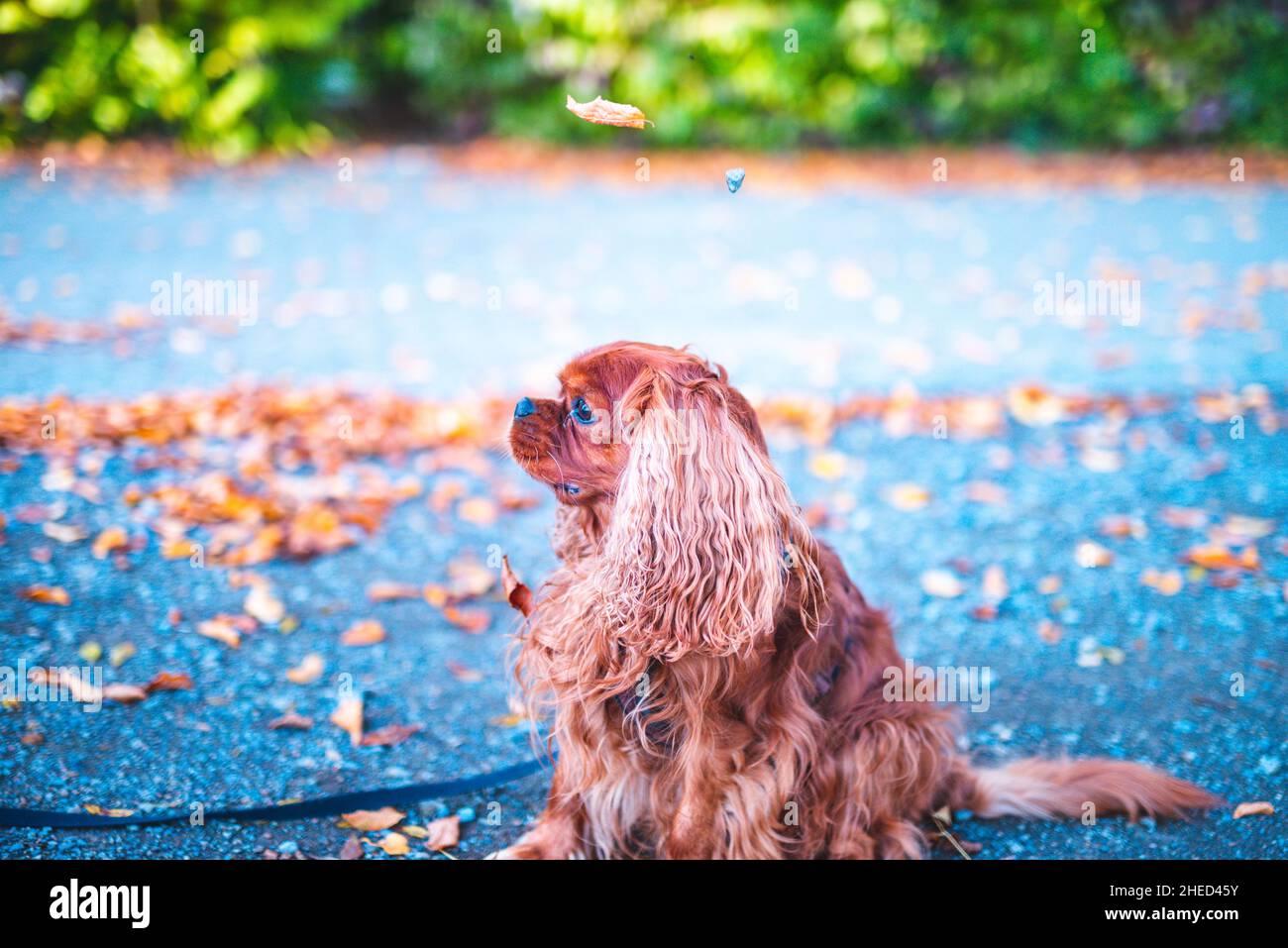 Brauner Hund der Hunderasse Cavalier King Charles Spaniel, Hannover, Niedersachsen, Deutschland Stockfoto