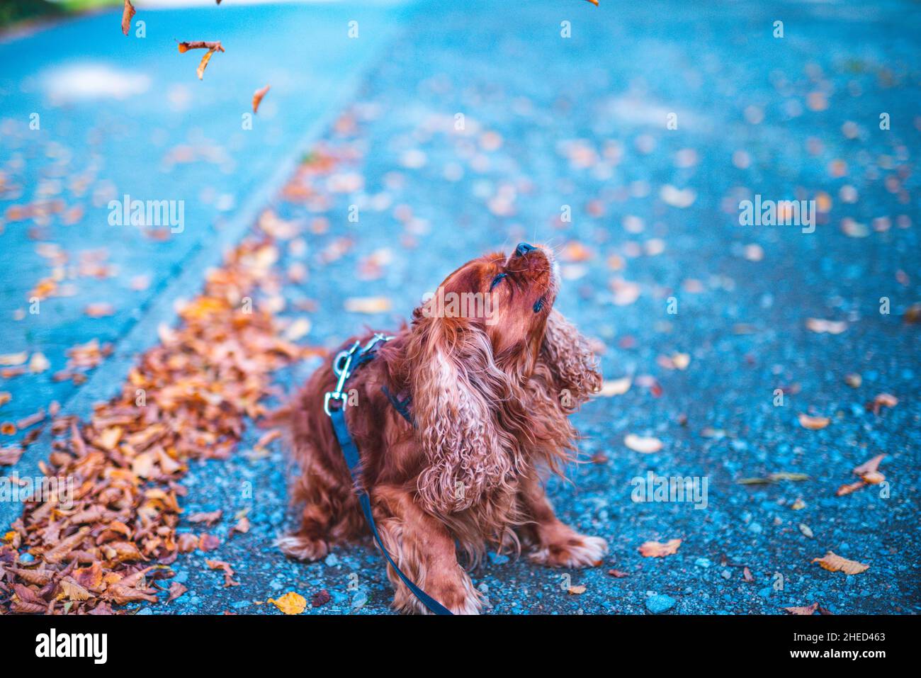 Brauner Hund der Hunderasse Cavalier King Charles Spaniel, Hannover, Niedersachsen, Deutschland Stockfoto