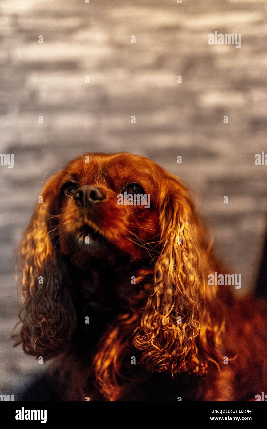 Brauner Hund der Hunderasse Cavalier King Charles Spaniel, Hannover, Niedersachsen, Deutschland Stockfoto