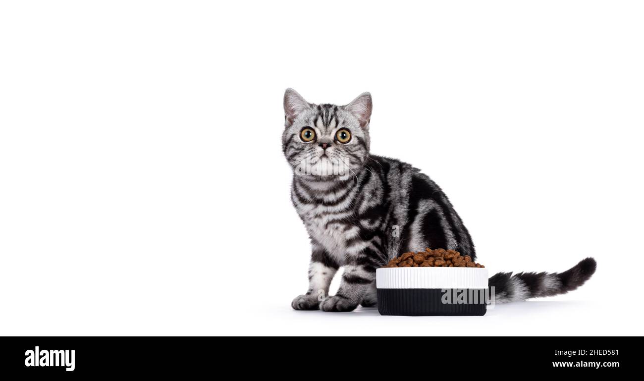 Niedliche kleine schwarz-silberne gestromte Katze, die hinter einer keramischen Futterschale mit trockenem Katzenfutter sitzt. Neugierig auf das Objektiv. Isoliert auf einem Stockfoto