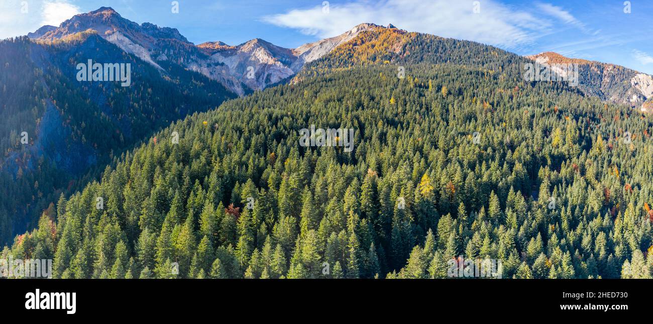 Frankreich, Hautes Alpes, Crots, Boscodon State Wald im Herbst, Fichten-Tannen-Wald, Europäische Silbertanne (Abies alba) (Luftaufnahme) // Frankreich, Hautes-Alpe Stockfoto