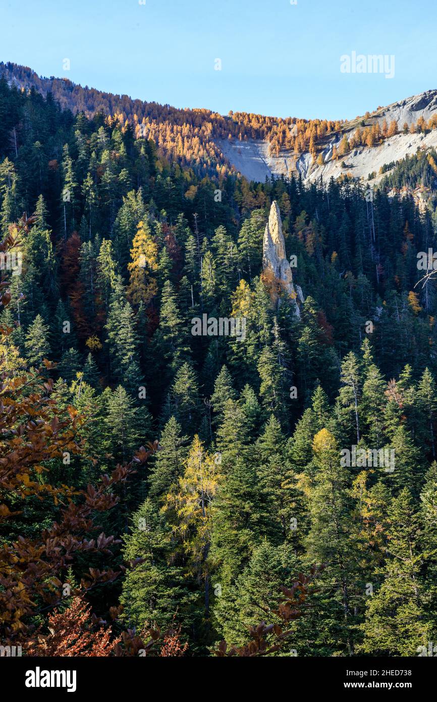 Frankreich, Hautes Alpes, Crots, Boscodon State Forest im Herbst, Blick vom Belvedere du Colombier, Fichten-Tannen-Wald, Europäische Silbertanne (Abies alba Stockfoto