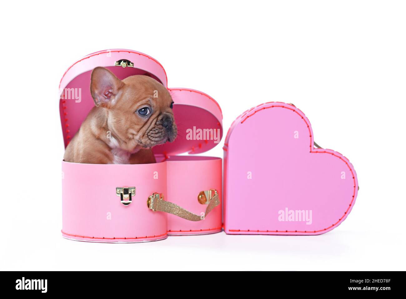 Rot-fawn Französisch Bulldog Hund Welpen in Valentinstag Kofferbox in Form von rosa Herz auf weißem Hintergrund Stockfoto
