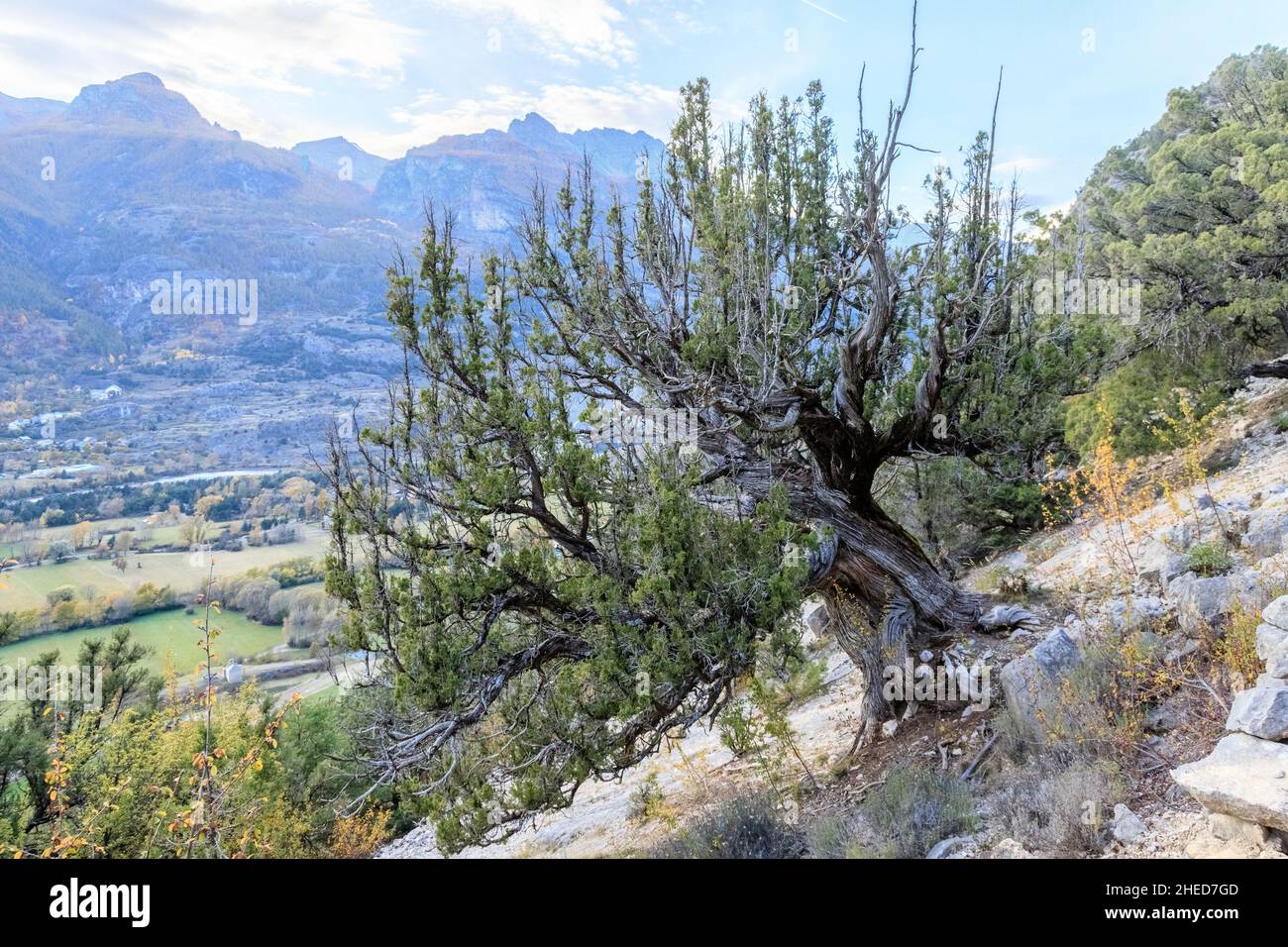 Frankreich, Hautes Alpes, Saint Crepin, Thurifer-Wacholderwald, Spanischer Wacholder (Juniperus thurifera) // Frankreich, Hautes-Alpes (05), Saint-Crépin, forêt d Stockfoto