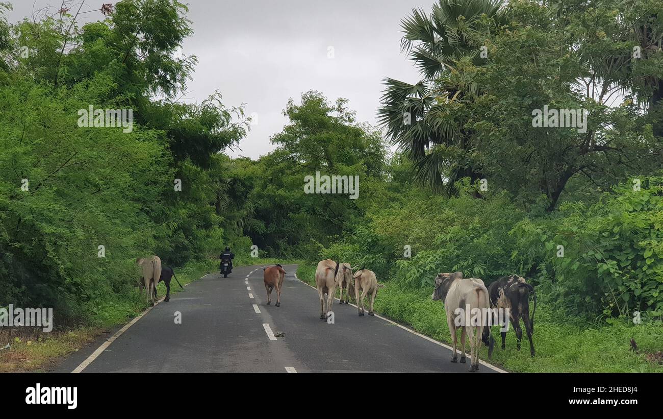 Mumbai, Maharashtra, Indien, Juli 15 2021: Bullen am Straßenrand grasen auf dem Gras, das nach dem Monsun neben der Straße wächst. Gesehen auf der Route nach Stockfoto