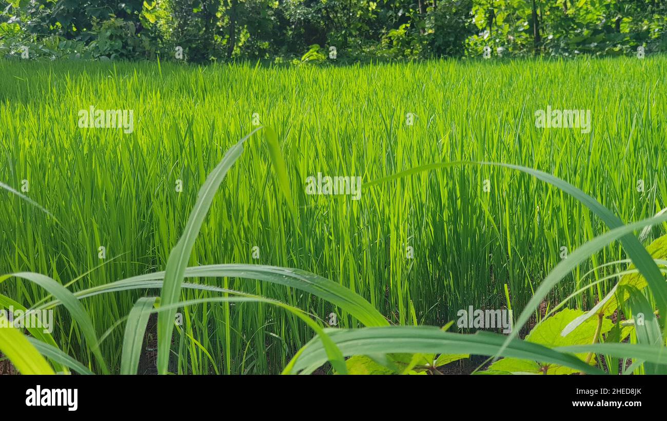 Reispflanzen in einem üppigen grünen Reisfeld in der Nähe einer lokalen Dorfstraße gegen dichten Wald und Pflanzen in der Umgebung Stockfoto