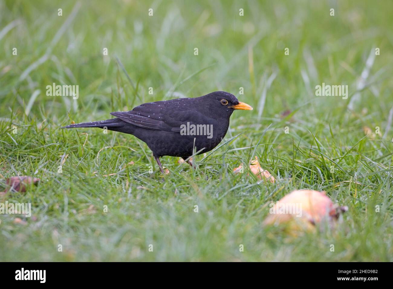 Gemeinsamen Amsel Turdus Merula Männchen ernähren sich von gefallenen Äpfel im Obstgarten Cambridgeshire England Stockfoto