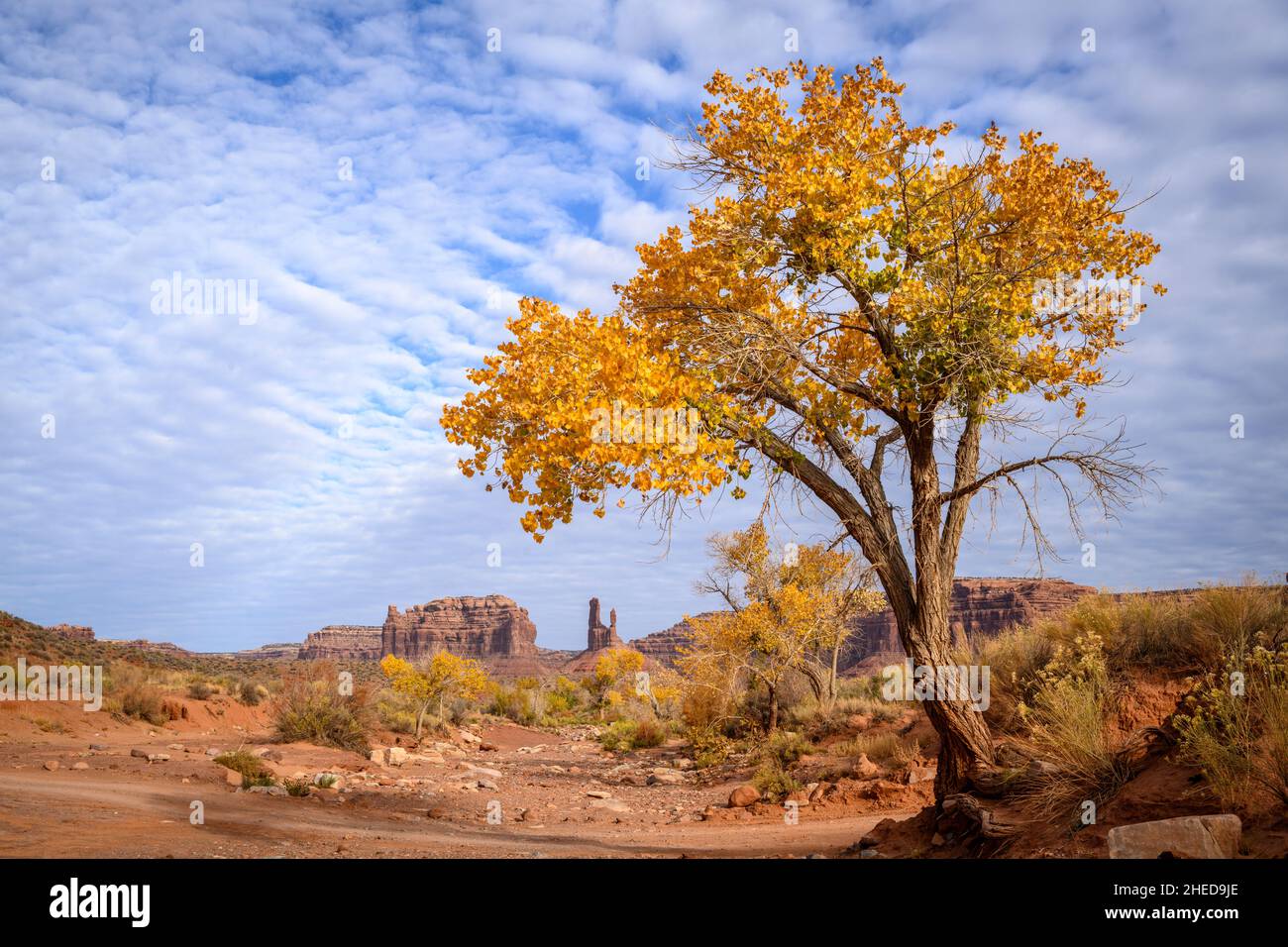 Cottonwood Baum in Herbstfarbe in Valley of the Gods, Utah. Stockfoto