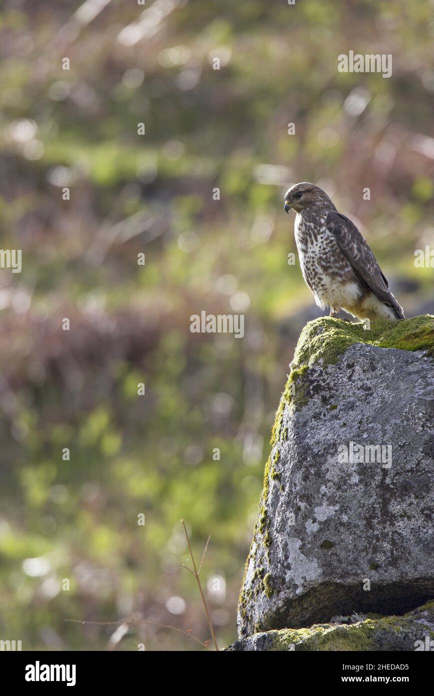 Bussard Buteo buteo auf der Suche nach Beute, während er auf einem Felsen in Schottland thront Stockfoto