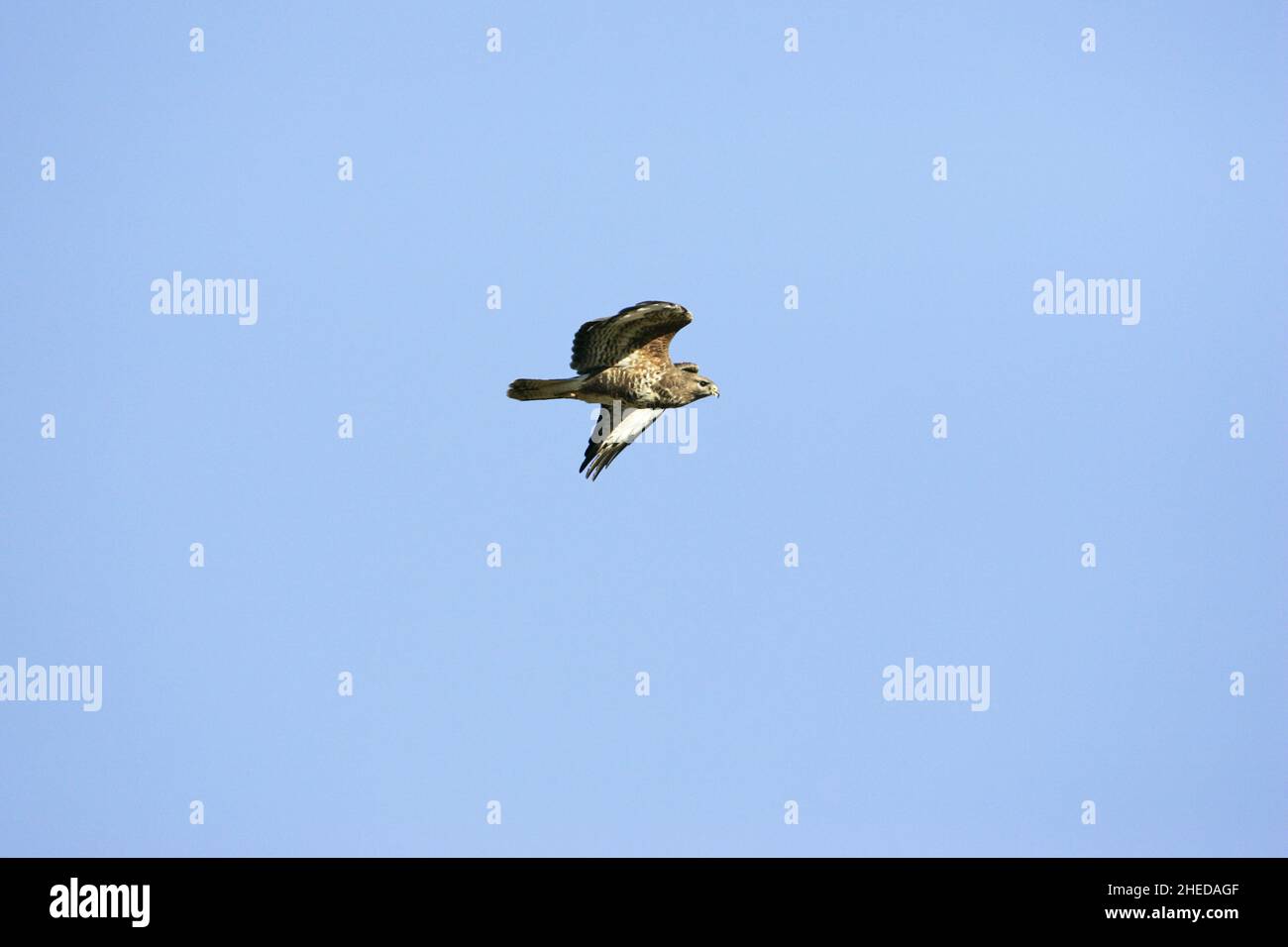 Bussard Buteo buteo im Flug an der Futterstation der Gigrin Farm Red Kite Rhayader Powys Mid Wales Stockfoto