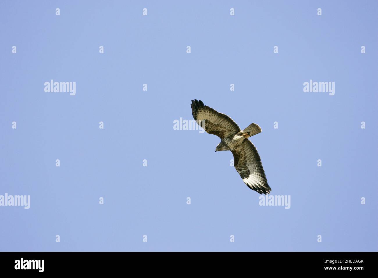 Bussard Buteo buteo im Flug an der Futterstation der Gigrin Farm Red Kite Rhayader Powys Mid Wales Stockfoto