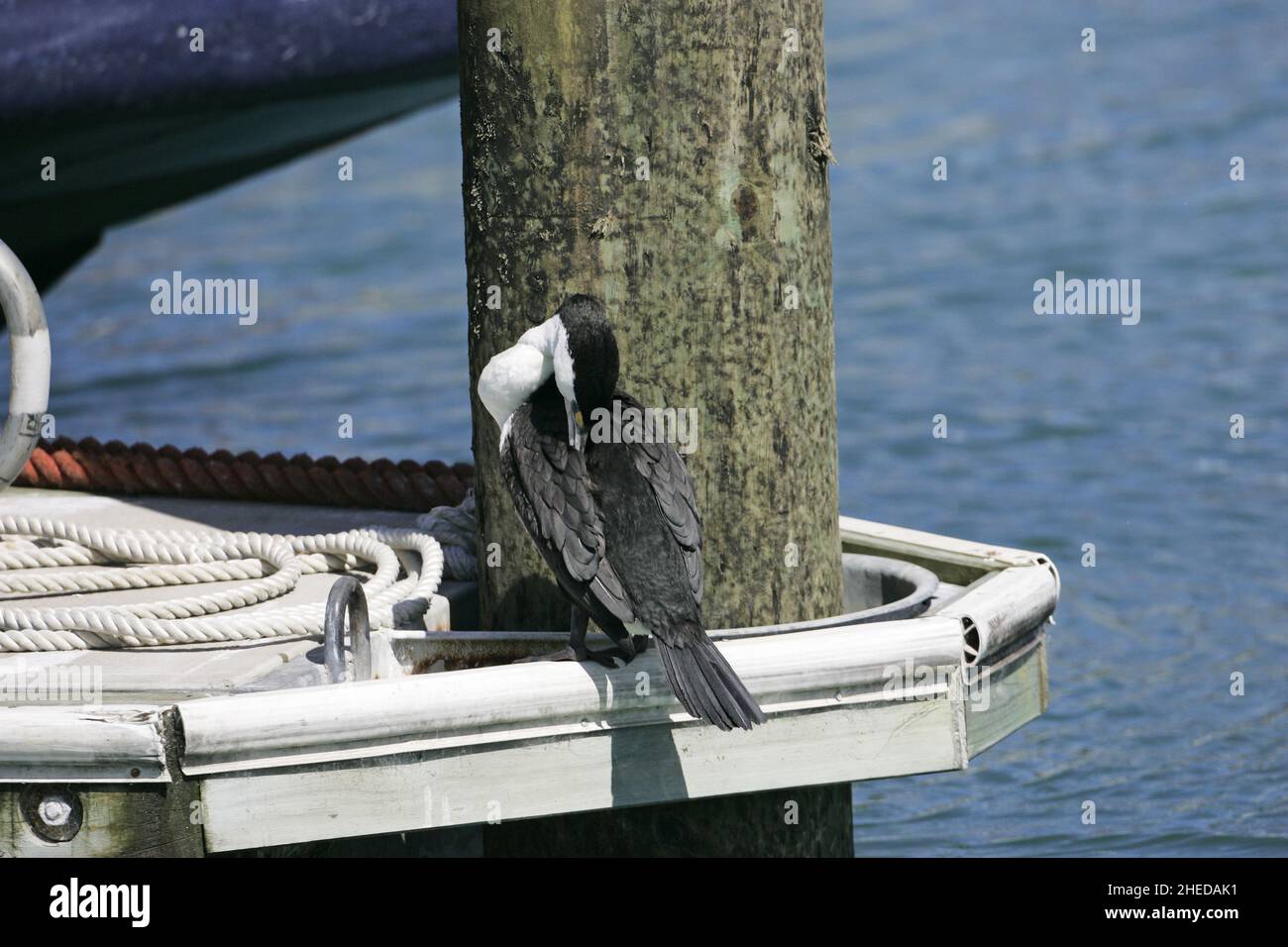 Australische pied Kormoran Phalacrocorax Varius putzen am Hafen Anlegesteg Neuseeland Stockfoto