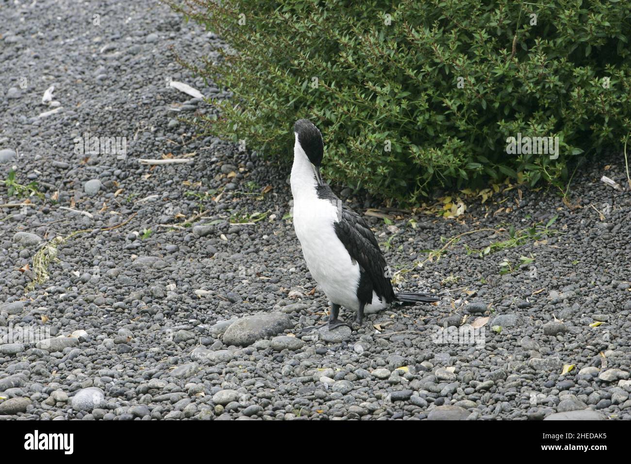 Der australische Phalacrocorax varius, der am Kaikoura Beach in Neuseeland aufragt Stockfoto