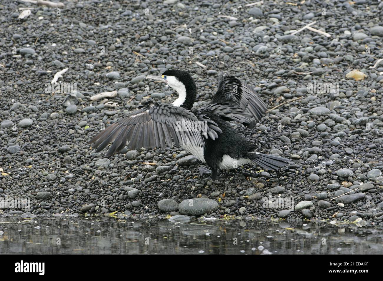 Australische pied Kormoran Phalacrocorax Varius Trocknung Flügel am Strand Kaikoura Neuseeland Stockfoto