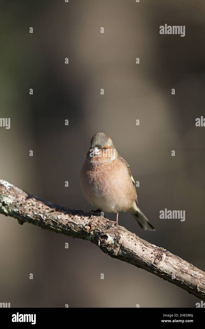 Gemeiner Buchfink Fringilla coelebs Männchen, der auf dem Zweig Linwood New Forest National Park Hampshire England thront Stockfoto
