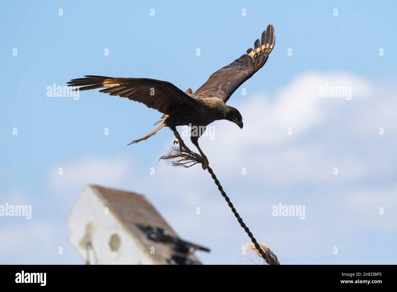 Gestreifte Caracara Phalcoboenus australis spielt mit Seil, Saunders Island Falkland Islands British Overseas Territory November 2016 Stockfoto