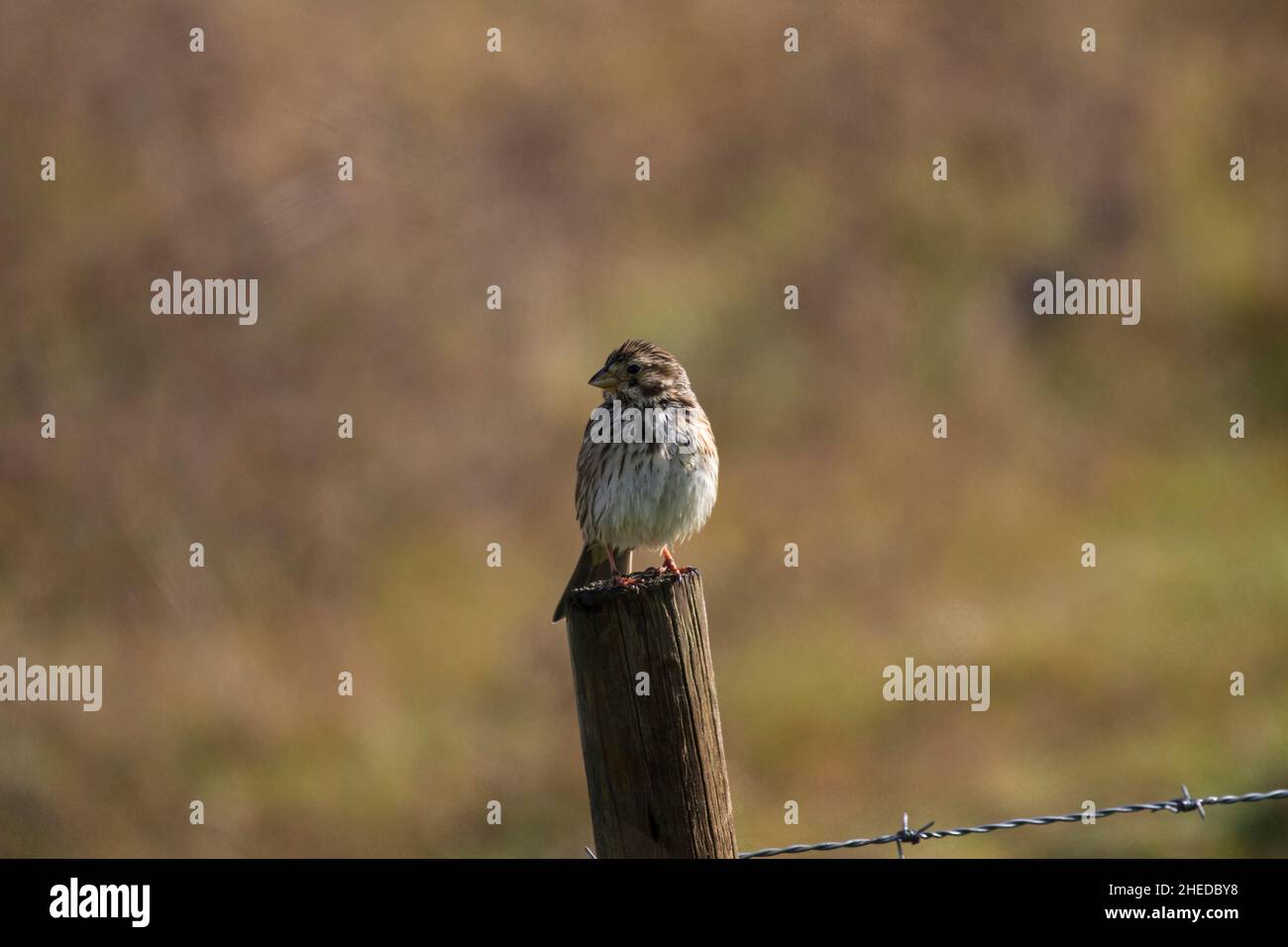 Maisanbau Miliaria calandra auf einem Zaunpfosten in der Nähe der Region Castro Verde Alentejo Portugal Stockfoto