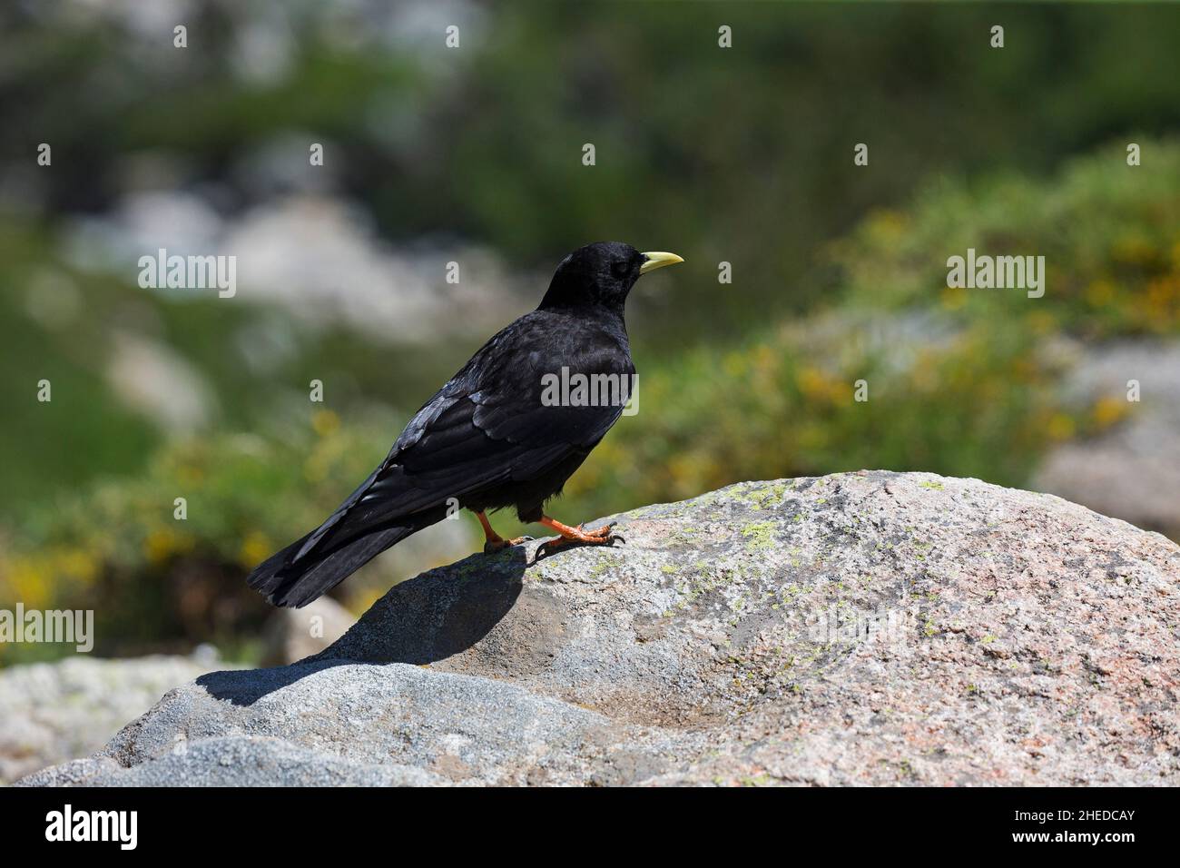 Alpine alpenkrähe Pyrrhocorax ochotonidae auf Felsen in der Nähe von Lac du Melu, Restonica Tal, Corte, Regionalen Naturpark, Korsika, Frankreich, Juli 2018 thront Stockfoto