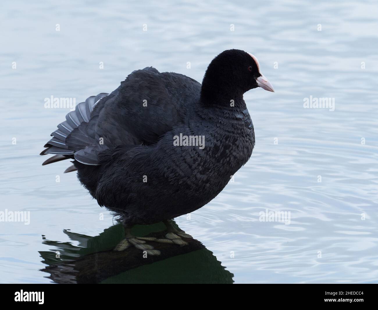 Eurasischen blässhuhn Fulica atra, stehend auf einer versenkten anmelden, blashford Seen, Hampshire, Isle of Wight Wildlife Trust finden, Ellingham, Stockfoto