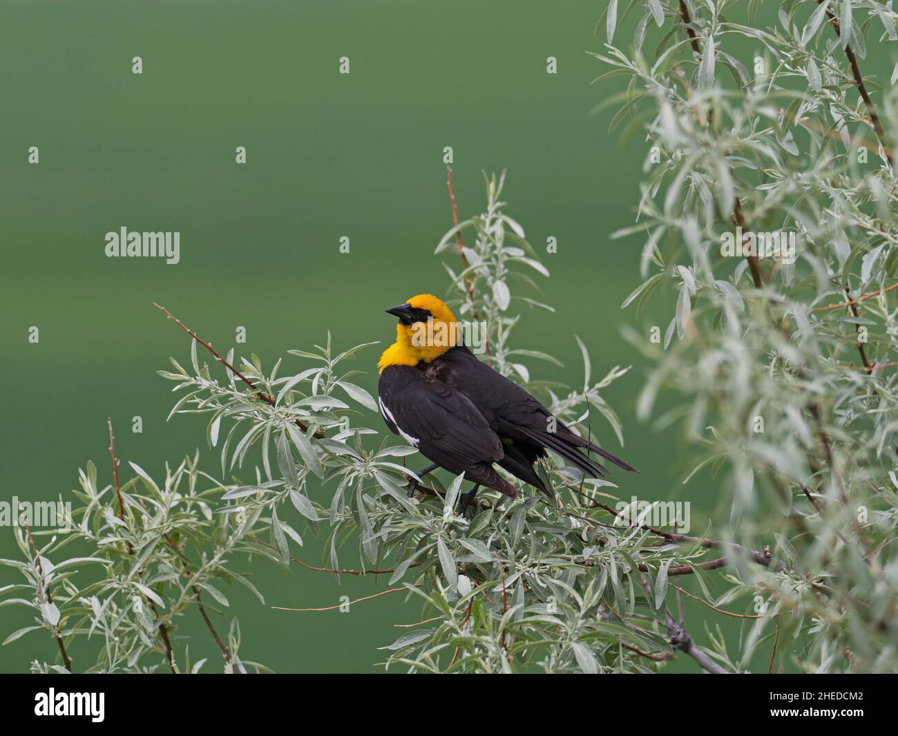 Gelbkopf-Amsel Xanthocephalus xanthocephalus männlicher Gesang von der russischen Olive Elaeagnus angustifolia, Broadview, Montana, USA, Juni 2019 Stockfoto