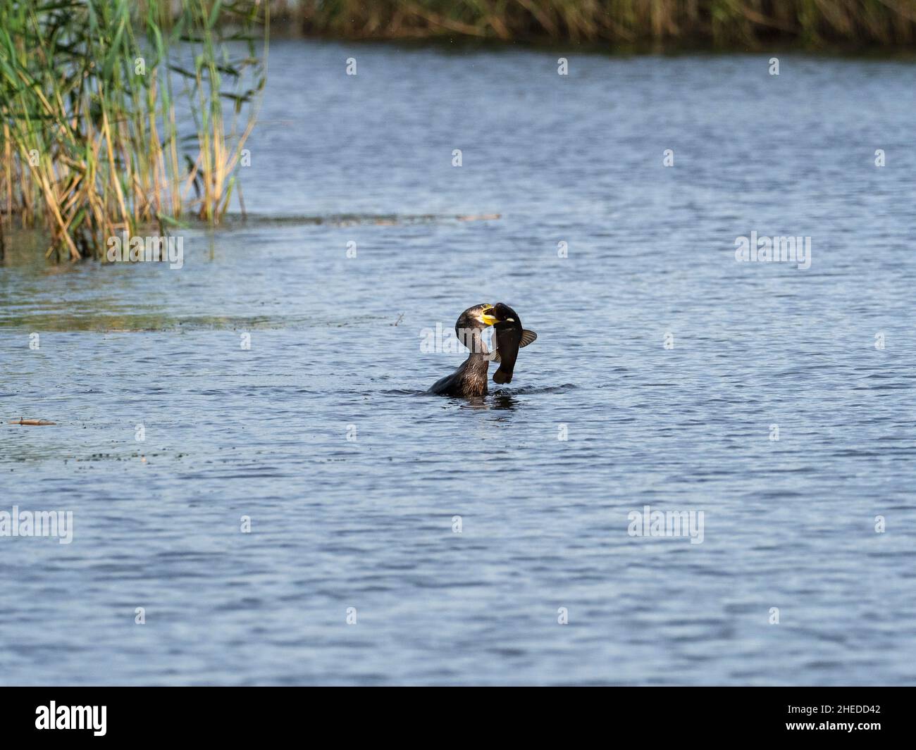 Großer Kormoran Phalacrocorax carbo versucht, eine große Schleie Tinca tinca aus North Hide, Westhay Moor Nature Reserve zu schlucken Stockfoto