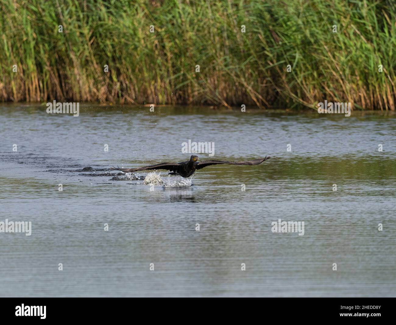 Großer Kormoran Phalacrocorax carbo aus dem Wasser, vor North Hide, Westhay Moor Nature Reserve, Somerset Wildlife Trust Reserve Stockfoto
