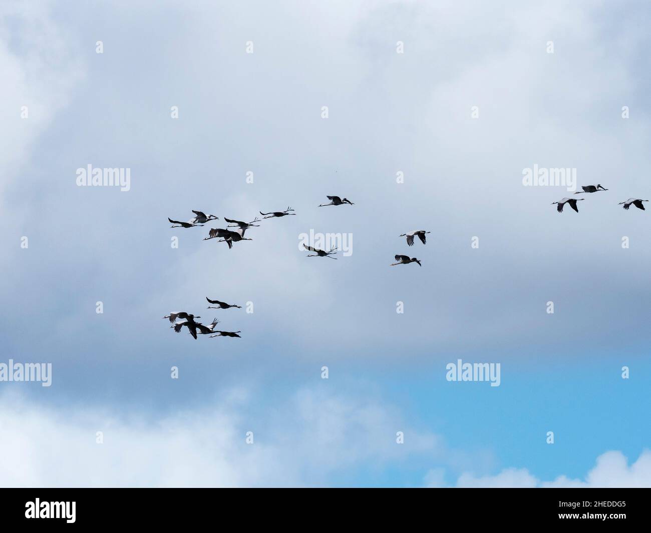 Gemeiner Kranich Grus grus Flock in Flight, West Sedgemoor, Somerset Levels and Moors, Somerset, England, UK, September 2019 Stockfoto