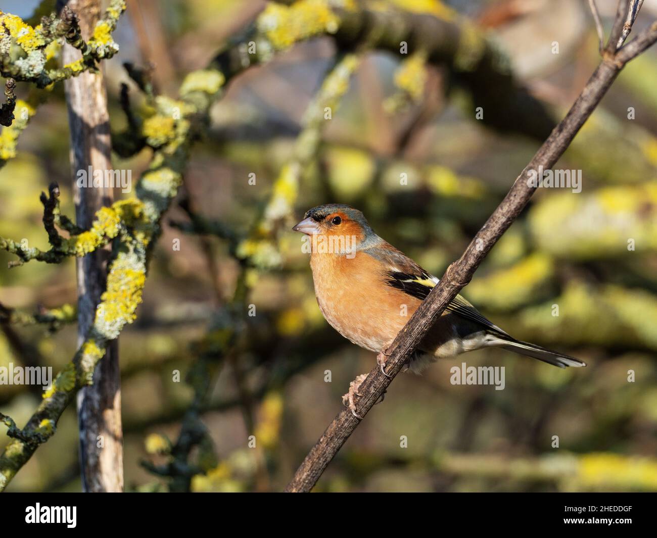 Gemeiner Buchfink Fringilla coelebs Männchen, der auf dem Parkplatz des Greylake RSPB Reserve, Somerset Levels and Moors, England, Großbritannien, im Februar 2, in einem Baum thront Stockfoto