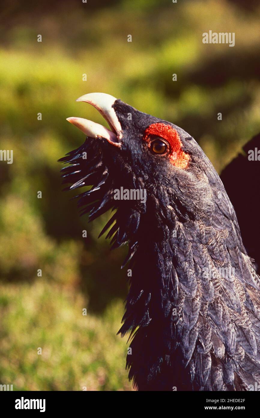 Auerhahn Tetrao urogallus, Nahaufnahme des männlichen Aussehens, Abernethy Forest, Speyside, Schottland, Großbritannien Stockfoto