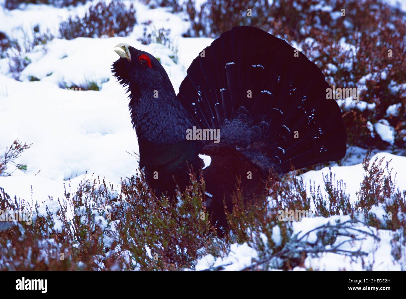 Auerhahn Tetrao urogallus, Männchen zeigt im Schnee, Abernethy, Highland, Schottland, Großbritannien Stockfoto
