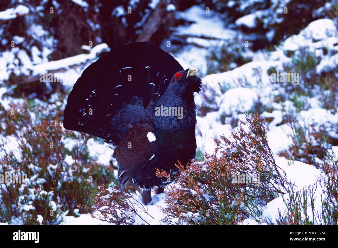 Auerhahn Tetrao urogallus, Männchen zeigt im Schnee, Abernethy, Highland, Schottland, Großbritannien Stockfoto
