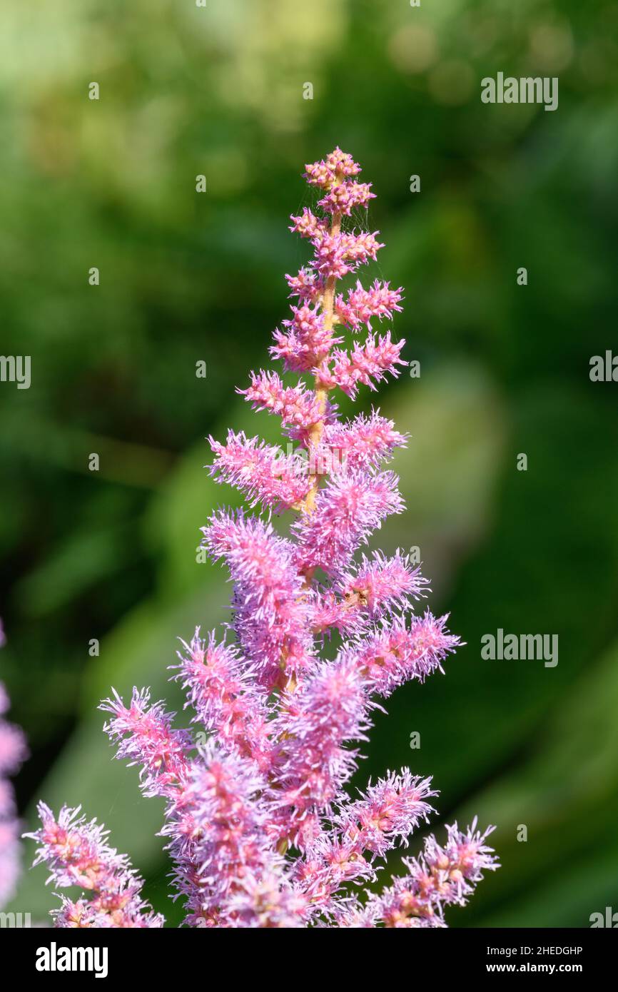 Nahaufnahme von falschen Ziegen Bart Blumen in der Blüte Stockfoto