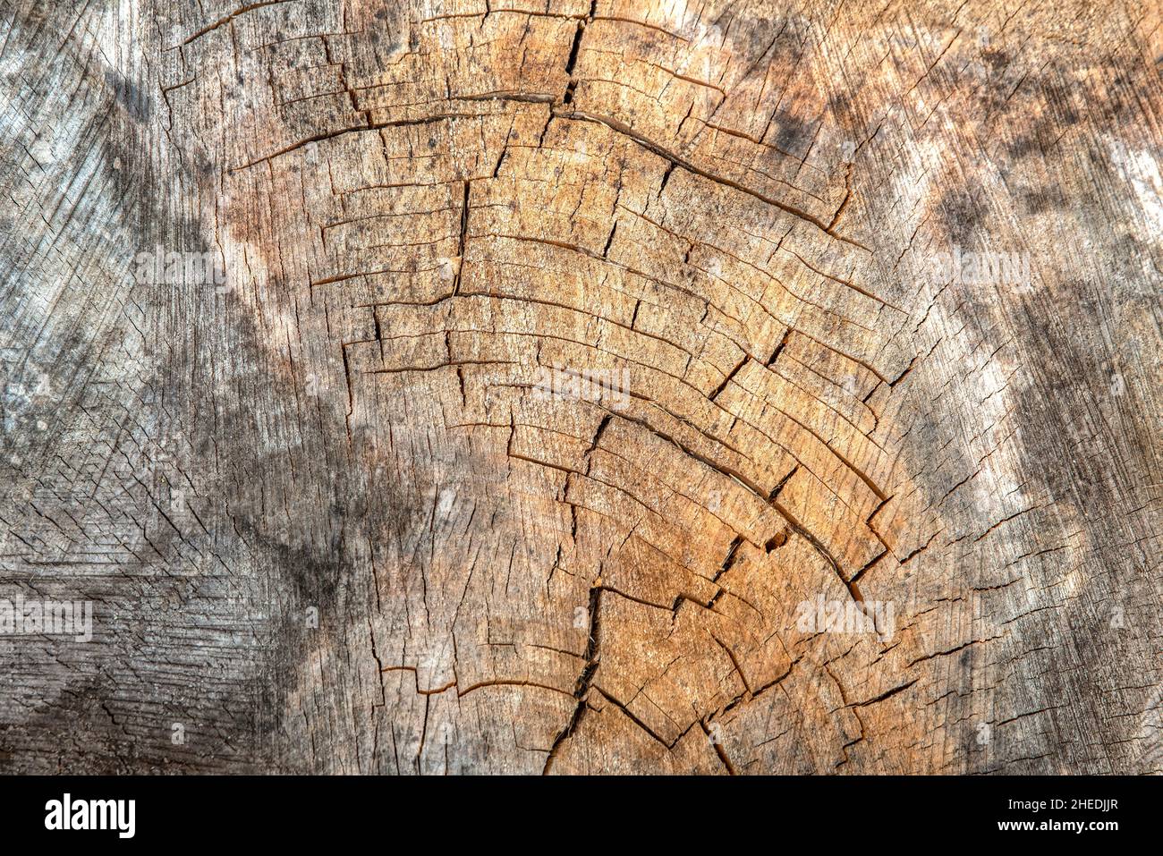 Holzschnitt. Gefällte alte Eiche stumpf. Holzhintergrund. Schnittansicht von oben als Hintergrund. Speicherplatz kopieren Stockfoto