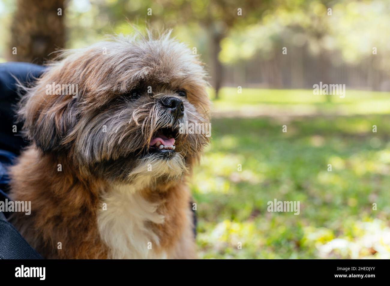 Porträt eines kleinen erwachsenen Hundes mit Hintergrund eines Parks Stockfoto