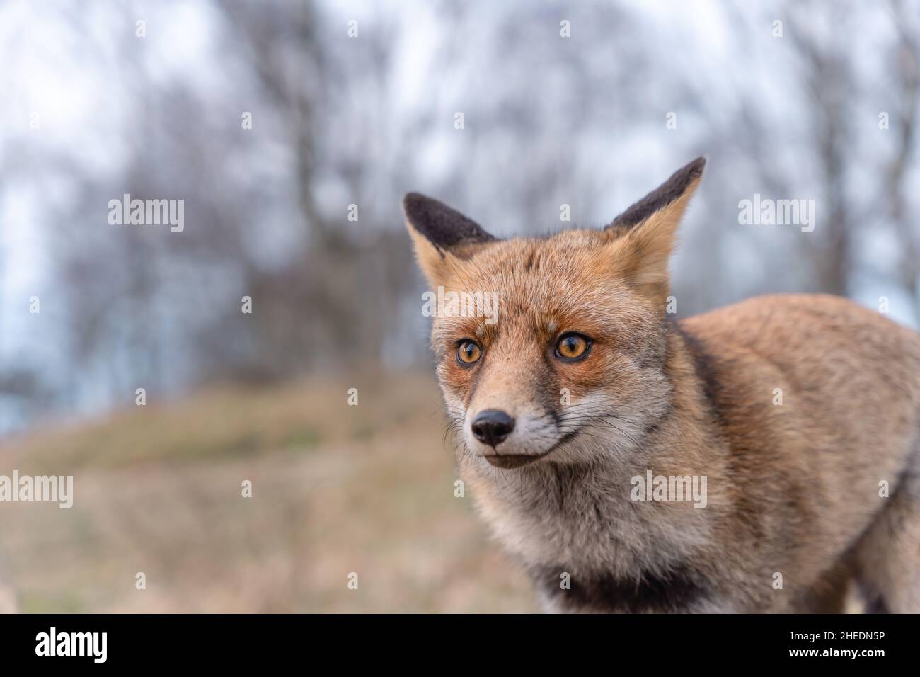 Augen eines roten Fuchses in den Dünen, weicher Hintergrund Stockfoto