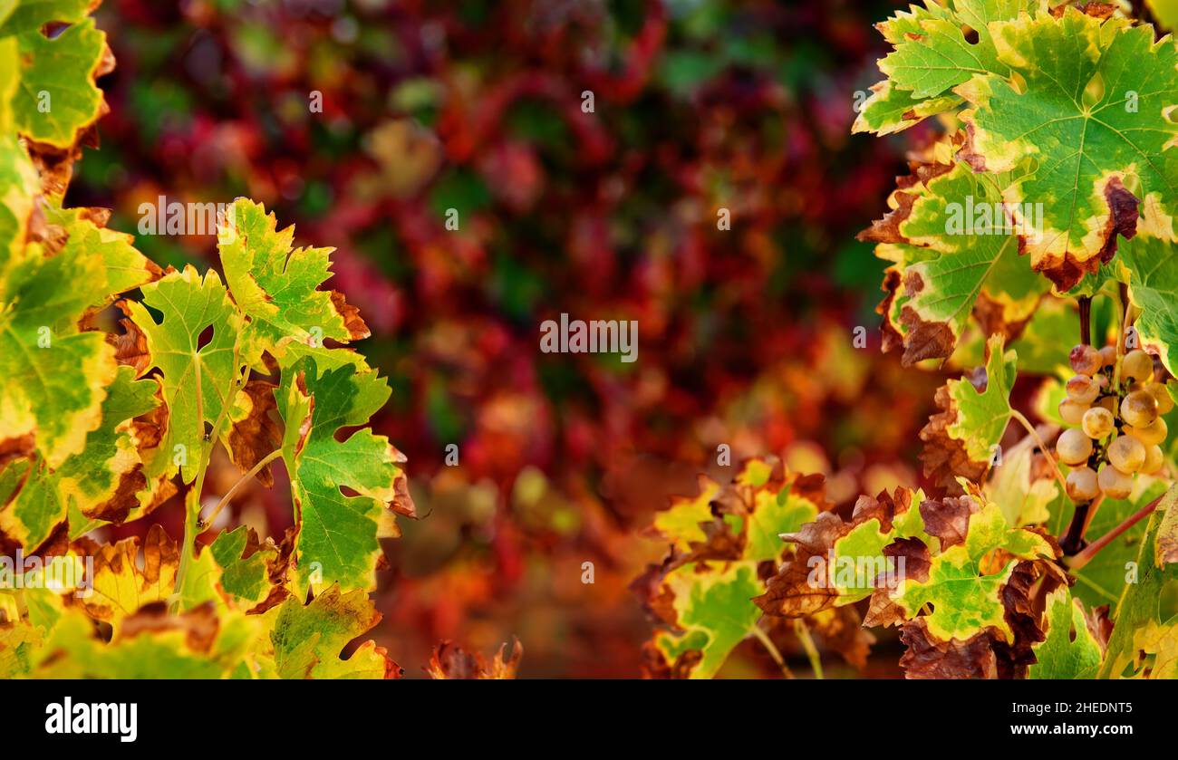 Lebendige Farben von Weinblättern, herbstlicher Hintergrund im Weinberg mit Kopierraum Stockfoto