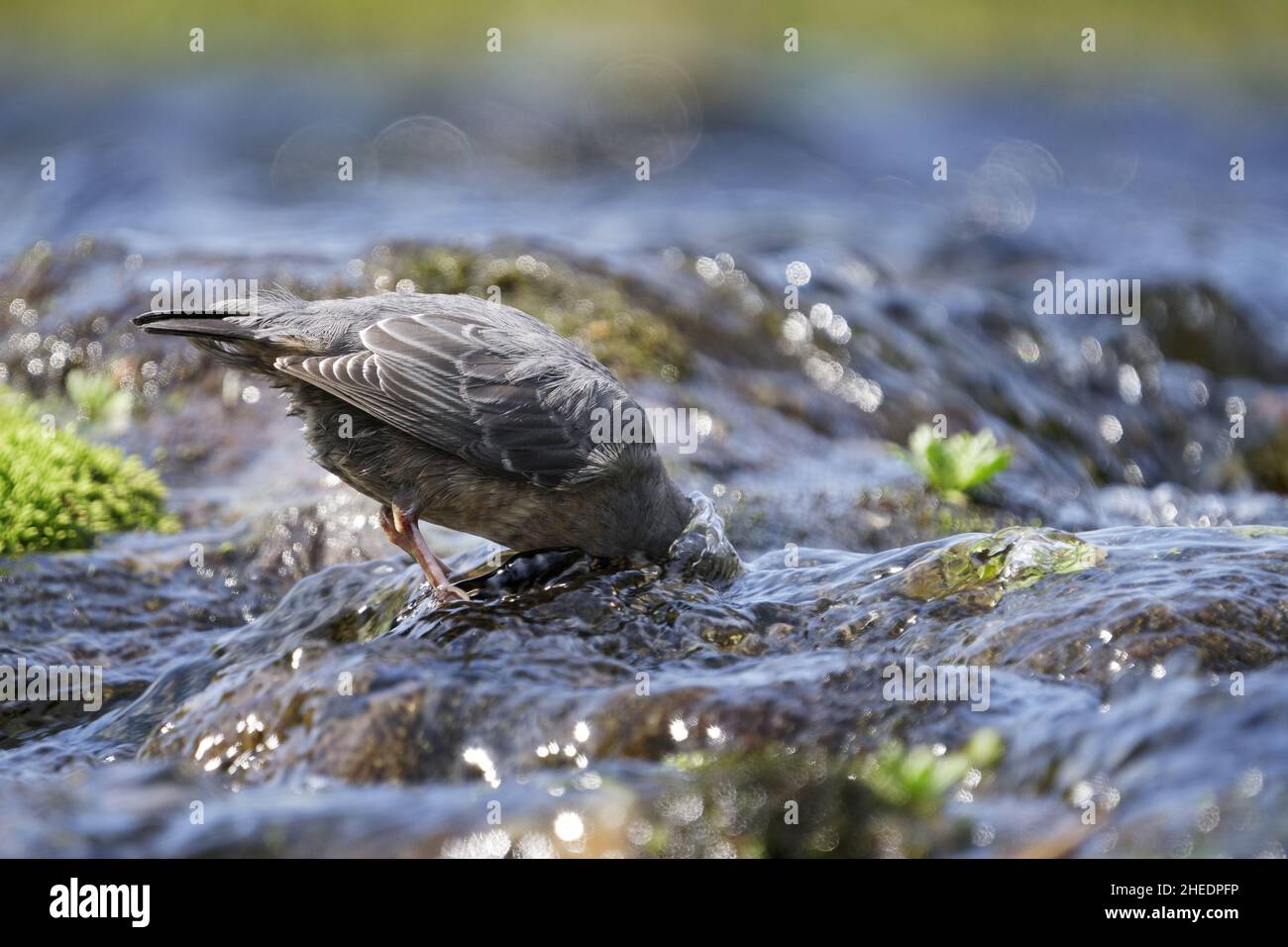 American Dipper (Cinclus mexicanus) mit Kopf-Unterwasser-Fütterung in suberalpinen Bergbach, Anderson Lakes, North Cascade Mountains, Whatcom County Stockfoto