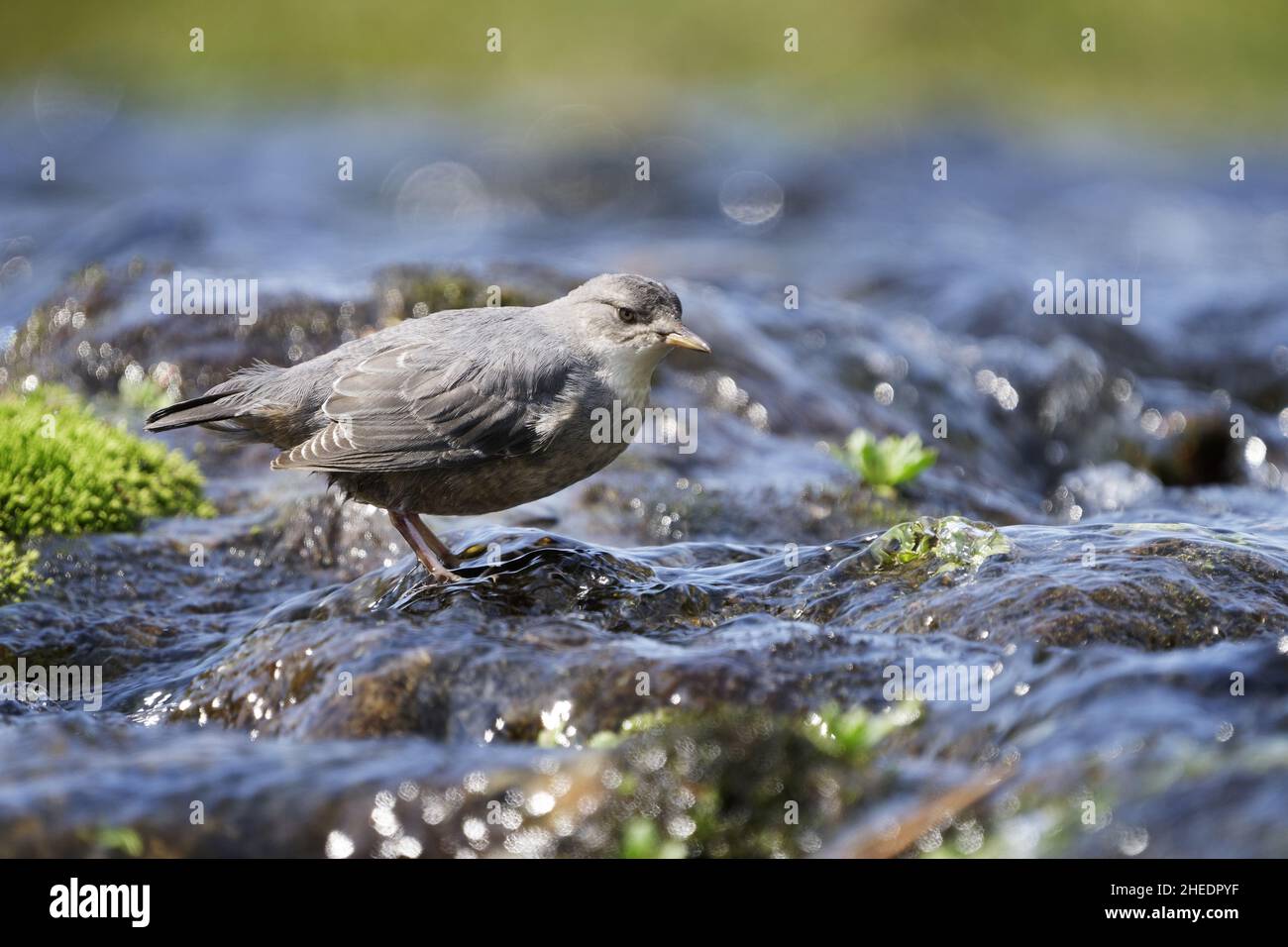 American Dipper (Cinclus mexicanus) füttert in suberalpinen Gebirgsbach, Anderson Lakes, North Cascade Mountains, Whatcom County, Washington, USA Stockfoto