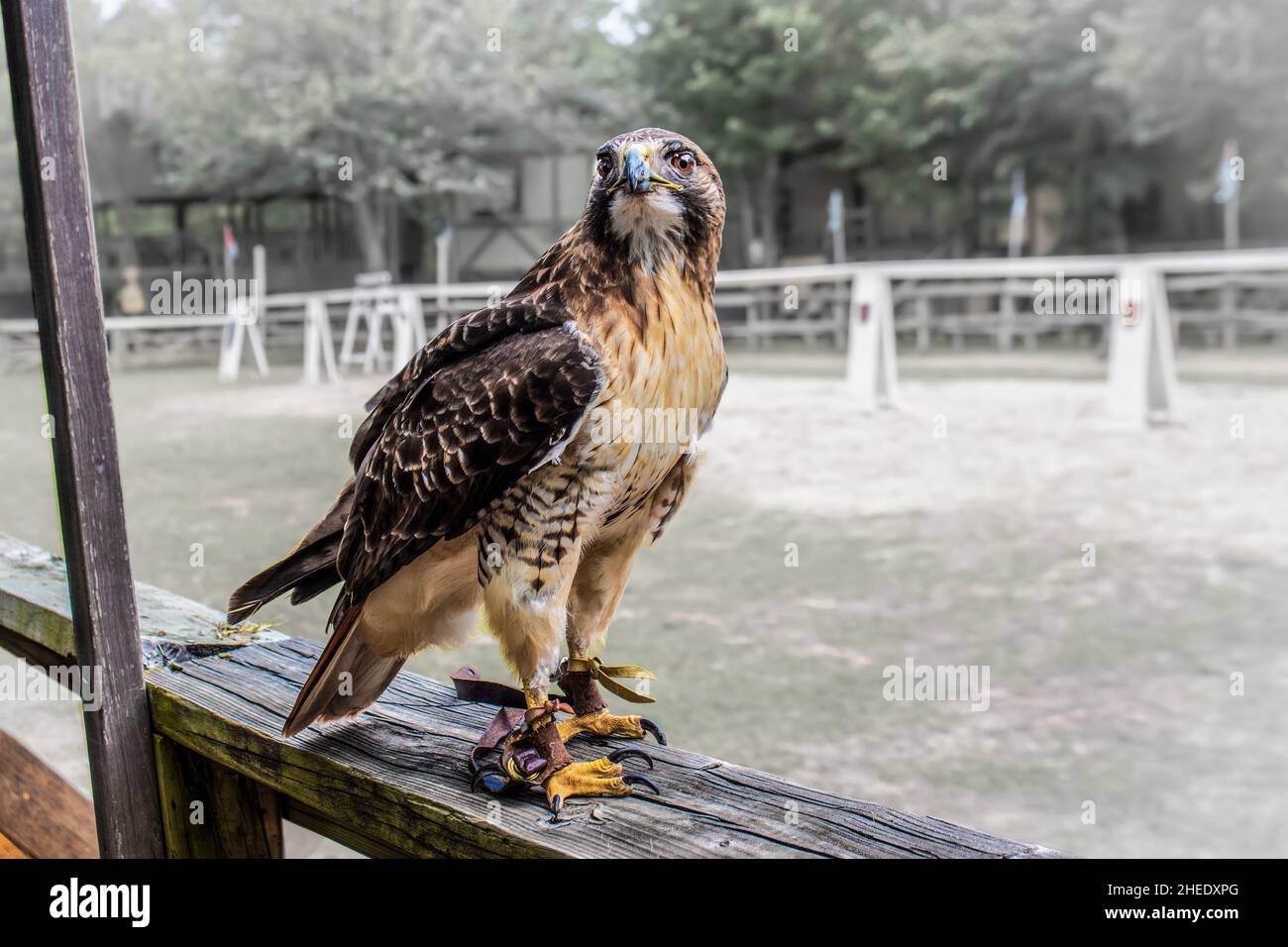 Greifvögel oder Greifvögel - der in Falconry trainierte Hawk sieht aus, wie ein rustikaler Holzzaun mit Streifen aus kräftigem Leder, genannt „Jesses“, an beiden Beinen, wachsam aussieht. Stockfoto