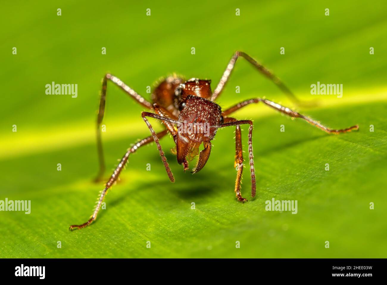 Paraponera clavata zeigt seine Kiefer. Große Ameisenarten, allgemein bekannt als die Kugelamantel, benannt nach ihrem extrem schmerzhaften Stich. Tortuguero Cerro, Kosten Stockfoto