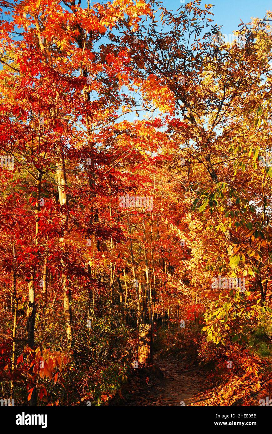 Herbst-Pfad Stockfoto