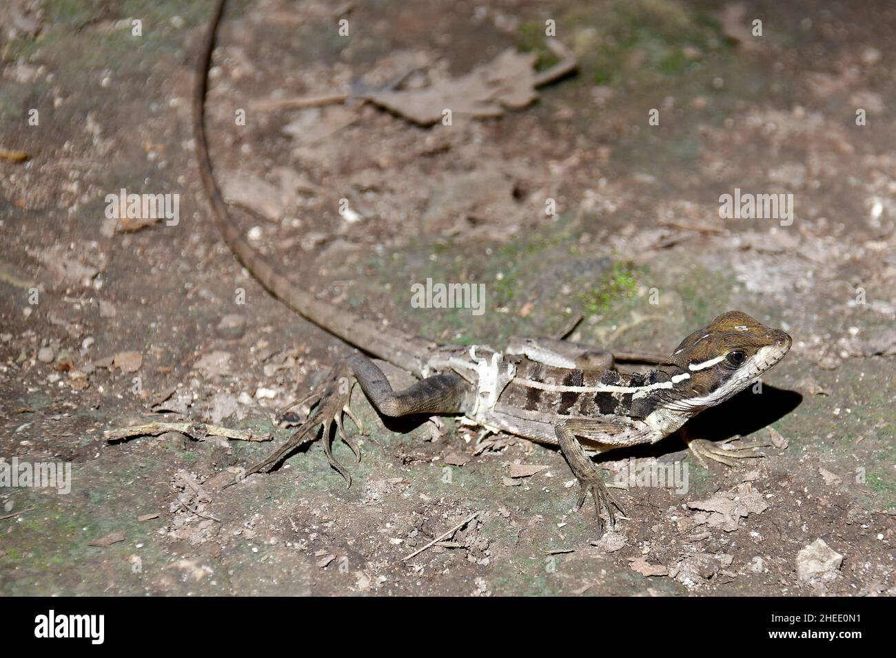 Brauner Basilisk, gestreifter Basilisk, Streifenbasilisk, Gestreifter Basilisk, Basilika brun, Basiliscus vittatus, barna baziliszkusz, Coba, Mexiko Stockfoto