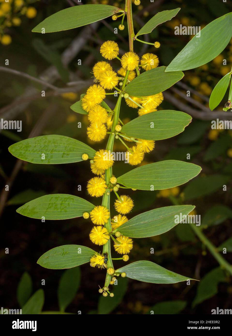 Australische Wildblumen, Cluster von leuchtend gelb duftenden Blumen und grünen Blättern von Wattle Tree / Acacia vor dunklem Hintergrund Stockfoto