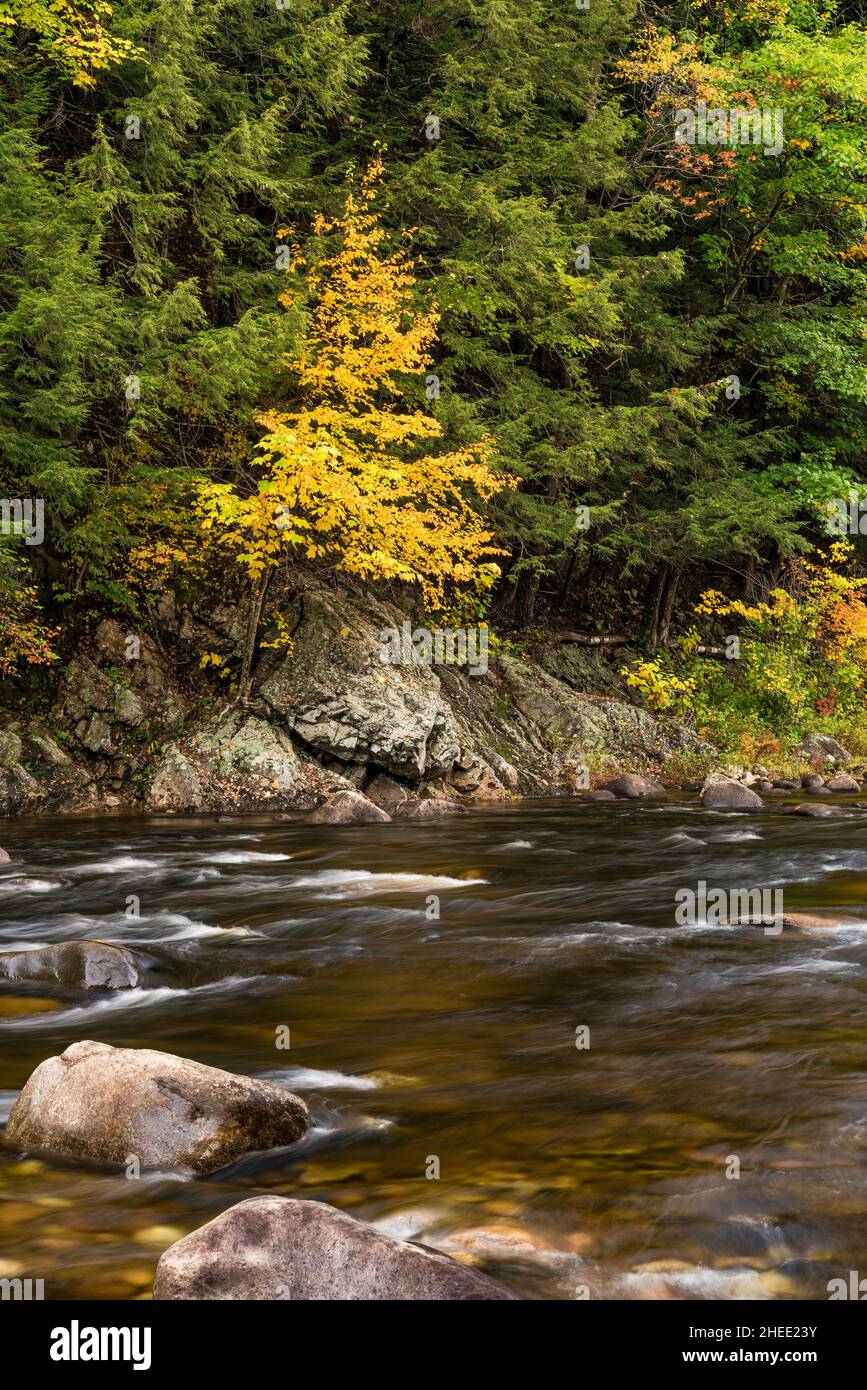 East Branch Sahandaga River im Herbst, Adirondack Park, Hamilton County, New York Stockfoto