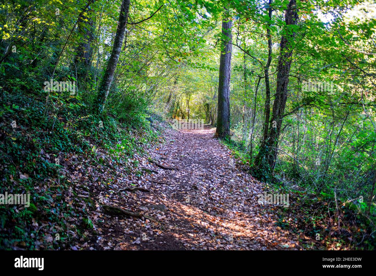 Herbstwaldlandschaft, La Fageda d´en Jordà in La Garrotxa Volcanic Natural Park Zone Olot Girona, Spanien Stockfoto