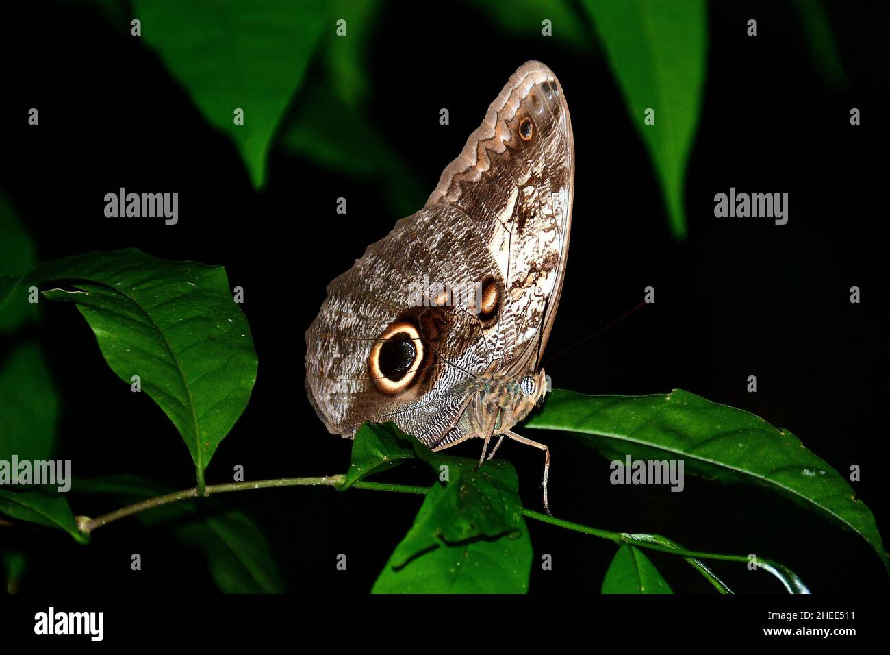 Rieseneule oder Blasseule, Caligo memnon, Mexiko, Nordamerika Stockfoto